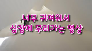 너무 귀여워서 심장에 무리가는 영상 (이거보고 앵무새키우고 싶어져도 전 책임 못짐)