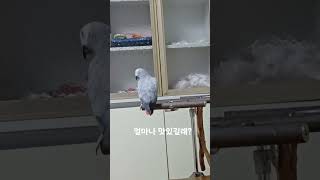 앵무새-순돌아 꿀맛이야