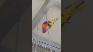 오색 앵무의 놀이터