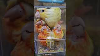 장난꾸러기들 쌓기놀이 맞니?ㅎㅎ            #…