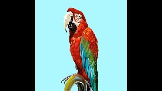 와콤으로 앵무새 그리기 (drawing parrot by tablet)