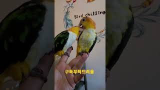 노랑머리 카이큐앵무새 아코리코 #shorts