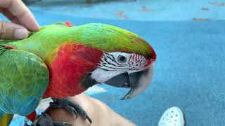 열대 우림 앵무새 할리퀸 마카우 루카도 대한민국 여름은…