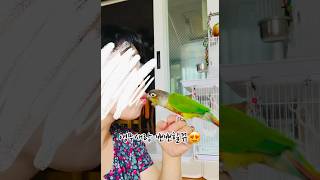 앵무새랑 뽀뽀하기 똑똑하고, 애교 많은 앵무새#코뉴어앵…