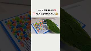 율리, 진정해‼️ㅋㅋㅋ #한스마카우 #말하는앵무새