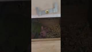 #코뉴어앵무새 #파인애플코뉴어 #앵무새알통 #코뉴어알 …