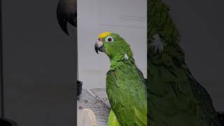 황모자 아마존 앵무새 철수