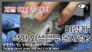 [회색앵무/African grey parrot] 꾸꾸 …