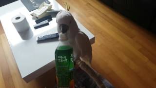 코카투다롱이가 주스마시는법/cockatoo/유황앵무