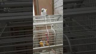 고개흔드는 코카투 이쁘게 봐주세요.