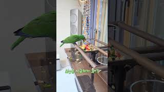 뉴기니아 앵무새 크롱이  아기뉴기니아 저녁 긁긁, 저녁식사  #뉴기니아 #parrot #뉴기니아앵무