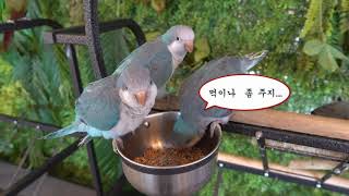 (멍멍82)일산 앵무새카페(버드소리) 나들이~(3)