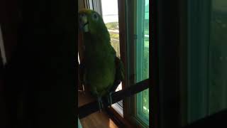 화창한 날에 회색앵무랑 옐로우크라운 아마존 앵무새