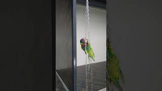 울 오색 청해 앵무입니다