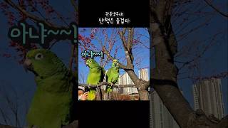 관종앵무새 사랑해요  안됀다!!#아랑이 #아마존앵무새 …