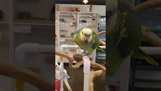 앵무새의 안녕~^^ ㅋㅋㅋ