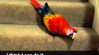 Baby Scarlet Macaw Attempted E…