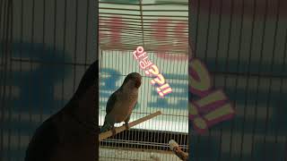 말하는 앵무새 #안녕무새 #인사하는퀘이커 #퀘이커 #monkparakeet
