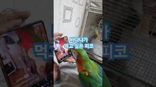 유튭 루카가 먹는 바나나가  먹고 싶은 피코#birds…
