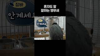 혼자도 말 잘하는 앵무새 ️ 회색앵무 잠바