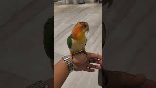 노랑머리 카이큐 #카이큐 #카이큐앵무새