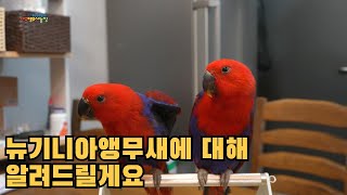 대구앵무새농장 뉴기니아앵무새를 분양받고 싶은분을 위한 …