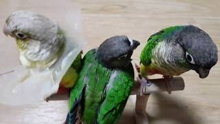 [앵무파파] 초롱이, 아빠 코니, 엄마 연두랑 만나다! [2020.01.20]