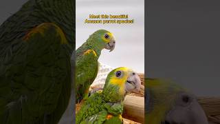 Add a beautiful baby Amazon parrot today,message us for more information #birds #parrots #amazon #fy