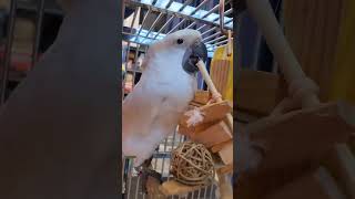 거울이 앵무새에게 안전한 장난감인가?