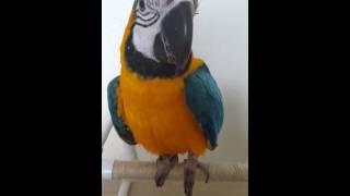 [B&G Macaw Qwan] 청금강 콴선생 돌아훈련 2일차