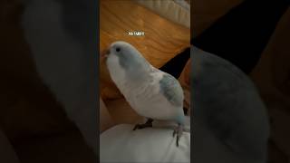 격하게 보고찌뻐찌뻐찌~ #퀘이커앵무송꾸꾸