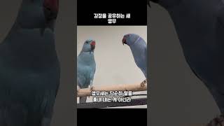 감정을 공유하는 새 앵무 #새 #앵무새 #앵무
