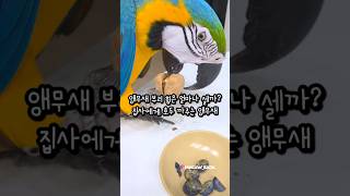 앵무새에게 호두를 까달라고 부탁하면? #앵무새
