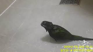 내가 샤워할건데 넌뭐냐!! #한스마카우