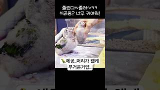 식곤증이 쏟아지는 아기앵무새의 헤드뱅잉!?ㅋㅋ귀여워!#…
