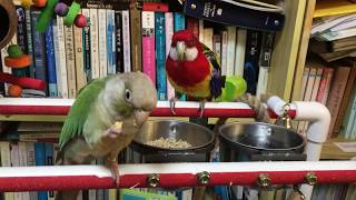 장미앵무와 코뉴어의 땅콩먹방