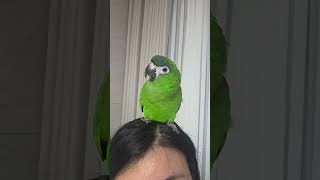 노래하는 다오~#앵무새말#말하는앵무새#노래하는앵무새#한…
