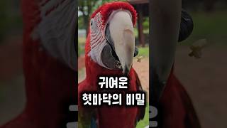말도 하고 먹고 장난도?! 앵무새 혀의 정체 #앵무새 …
