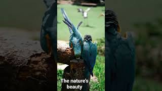 Stunning Parrot Duo in Peaceful Jungle Vibes Viral Nature Clip with Soothing Music!#wildlife#nature