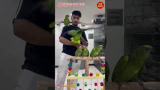 Orange wing amazonYellow crown…