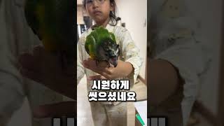 세수한 앵무새 #parrot #세네갈앵무#세네갈앵무새#…