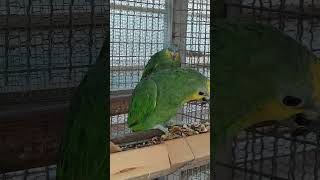 아마존 번식조가 순치기 애완조로 전환 되어가는 모습이 …