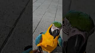 앵무새 산책 #parrot #아마존앵무새 #청금강앵무새…