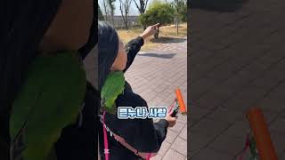 첫 공원 산책이에요! #세네갈앵무 #parrot #bi…