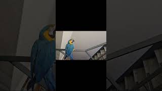 청금강 앵무새 미끄럼틀 연습 #앵무새청하 #앵무새 #b…