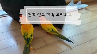 썬코뉴어 세 가족 일상 / 조생 114일차 햇살 / 앵…