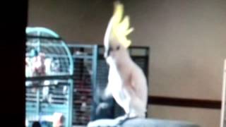 트러블 메이커 내일은 있어 유황앵무의 춤, 미디엄 코카…