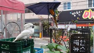 엄브렐라 코카투 페악질 하다 눈마주치고 스탑