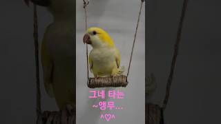 [하늘] 그네 타는 앵무@#하늘이 # 퀘이커 앵무# 말하는 앵무새 #구독 좋아요 