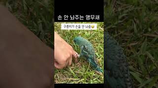 손 잡고 안 놔주는 앵무새 #animal #빗창앵무 #parrot #앵무새 #cute #birds #반려동물 #동물 #lineola #앵무새카페 #앵무새키우기 #cuteanimal